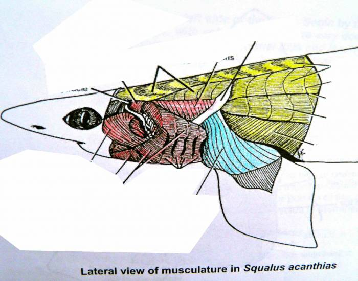 Lateral Muscles Dogfish Quiz