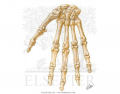 basic hand bones anatomy