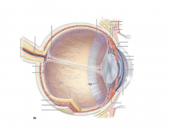 Lateral Interior Eye