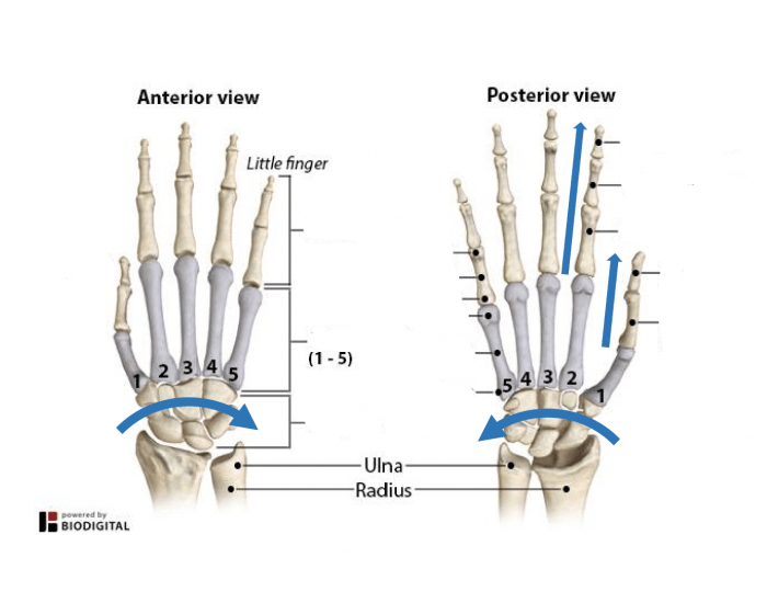 Key Hand Structures Hand structure Quiz