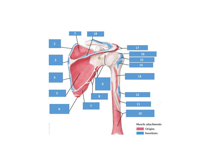Origins & Insertions Shoulder Muscles (Posterior) — Printable Worksheet