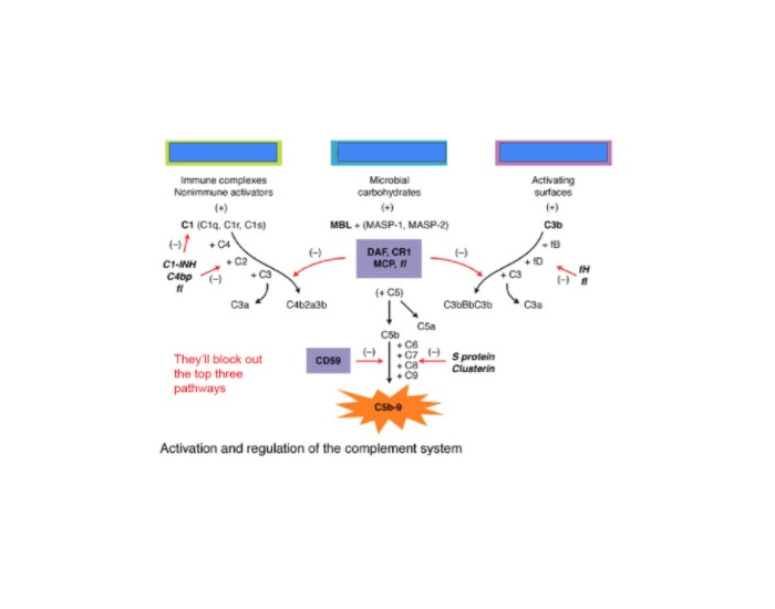 activation and regulation of the complement system Quiz