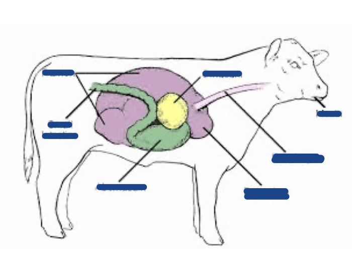 Trivia In Ruminants ruminant digestive tract Quiz