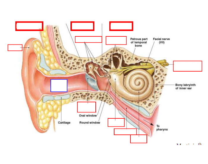 Basic Ear Structure Basic ear anatomy Quiz