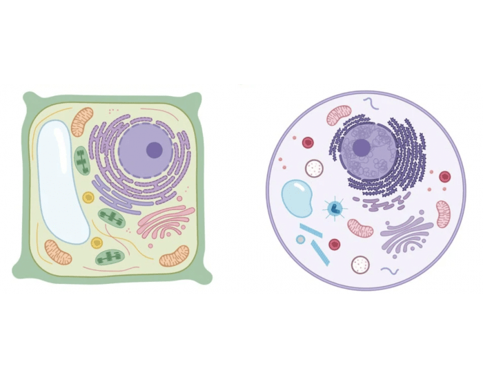 TWO CELL COMPARISON Quiz