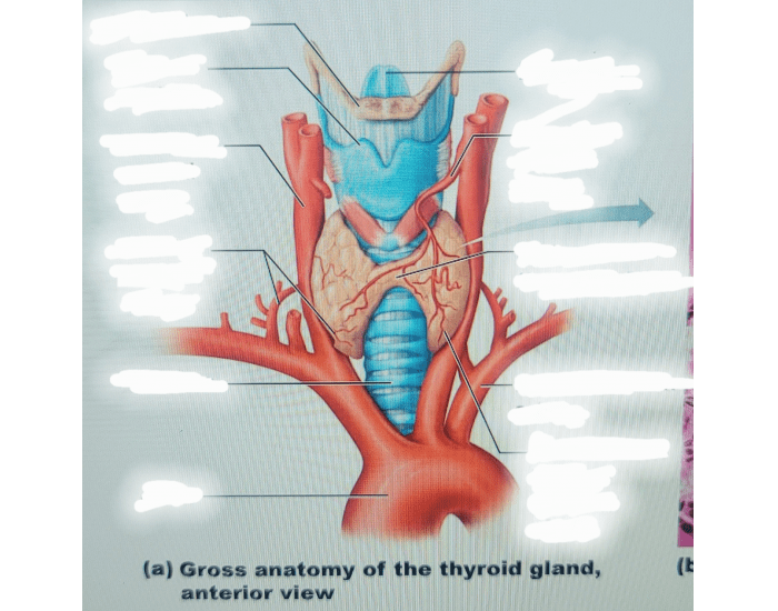 anterior view of thyroid gland