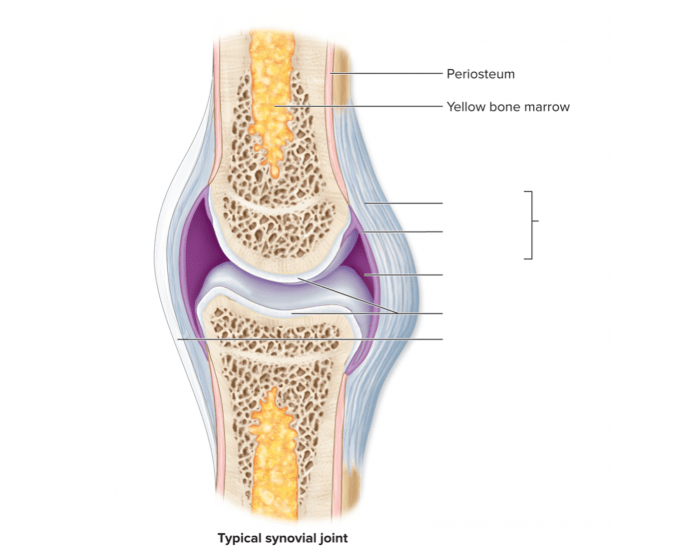 Typical Synovial Joint Labeling — Printable Worksheet
