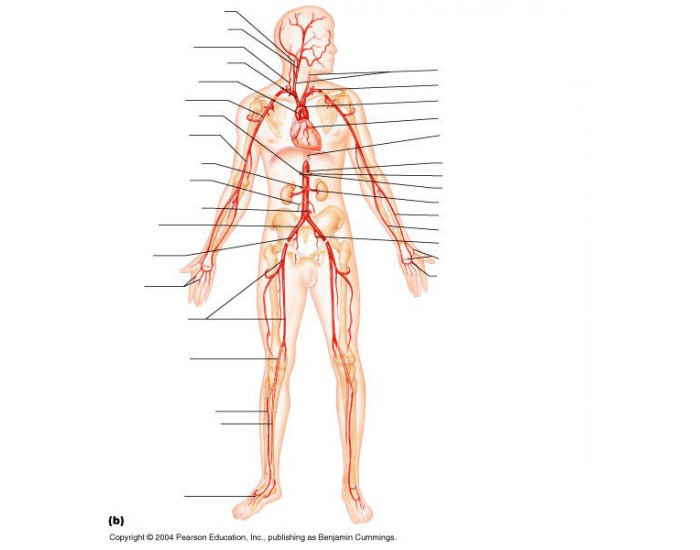Artery Labeling Quiz