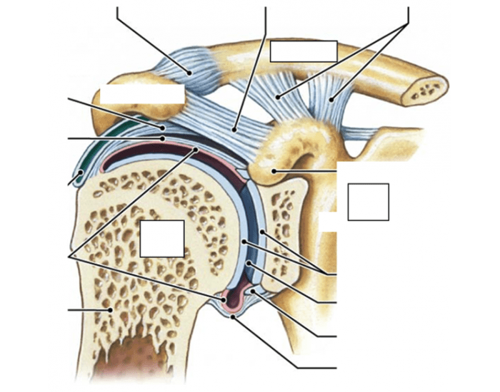 Shoulder Joint Quiz