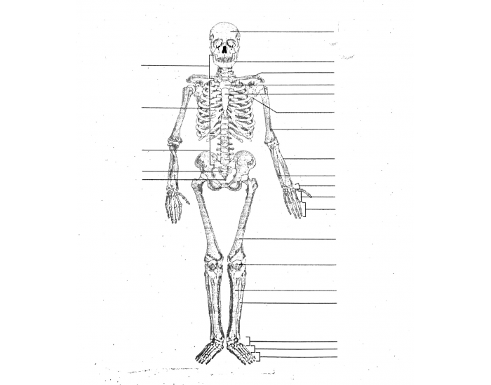 Skeleton Quiz
