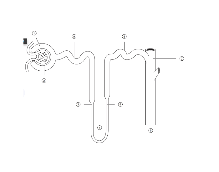 Nephron Worksheet.pdf Nephron Labeling Activity — Printable Worksheet