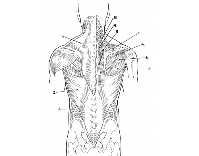posterior trunk muscles superficial and deep — Printable Worksheet Posterior trunk muscles superficial and deep — Printable Worksheet