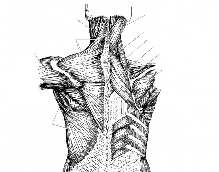 muscles of the upper back Quiz