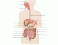 The Digestive System- Human Anatomy