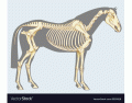 Skeleton of The Horse