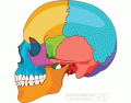 Skull Bones - Lateral View