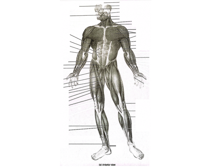 A&P Muscles1 Anterior Full Body Quiz