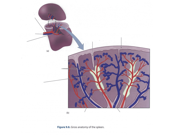 Figure 9.8 Gross anatomy of the spleen Quiz