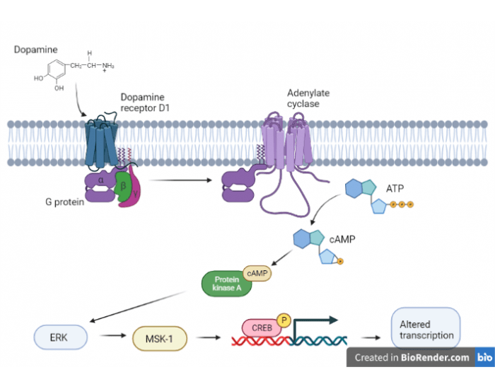 Signaling pathway terminology (1) Quiz