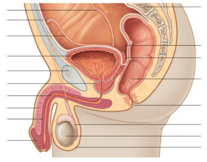 Male Reproductive Organs- Human Anatomy Quiz