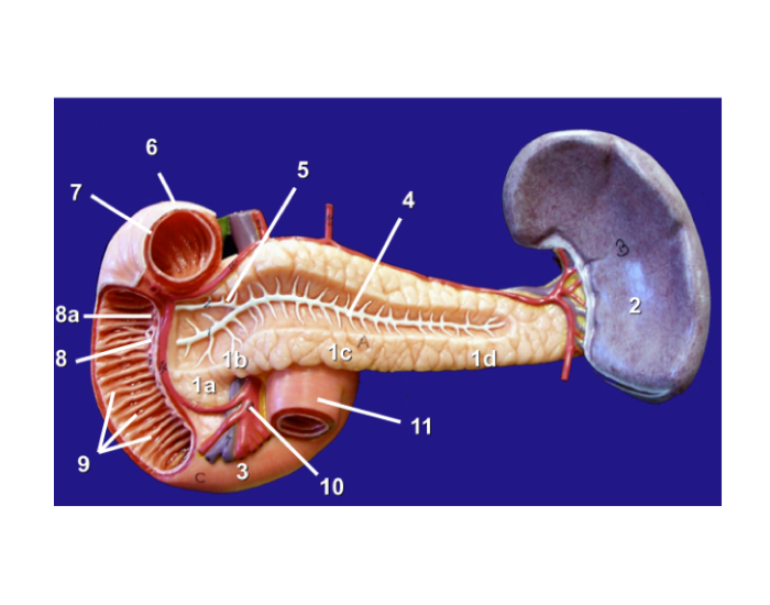 Anterior View of Duodenum, Pancreas, and Spleen Quiz