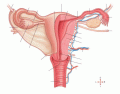 Female Reproductive Organs- Human Anatomy