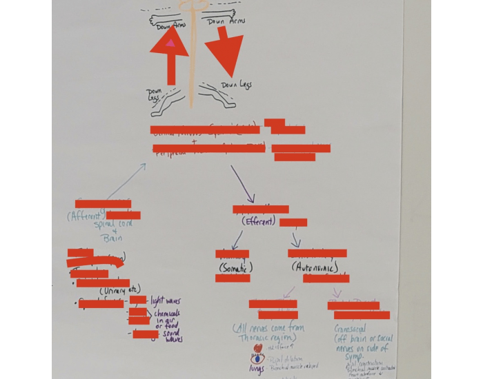 CNS and PNS flow chart Quiz