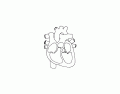 HUMAN HEART ANATOMY -basic diagram