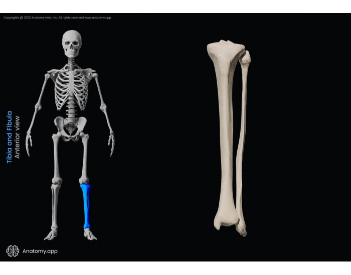Tibia & Fibula Anterior View — Printable Worksheet