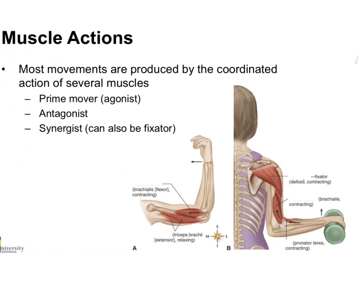 Muscle Actions Quiz