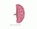 Cross- Section of the Spleen. Human Anatomy.