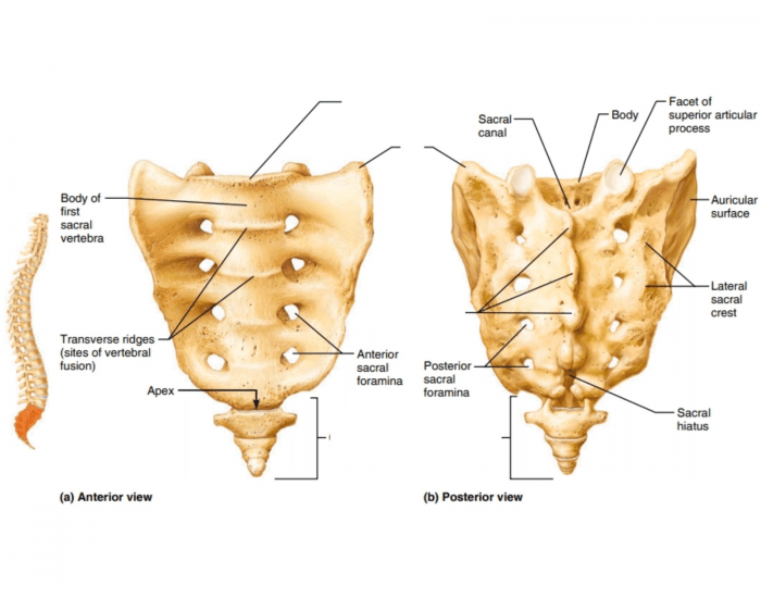 Sacrum