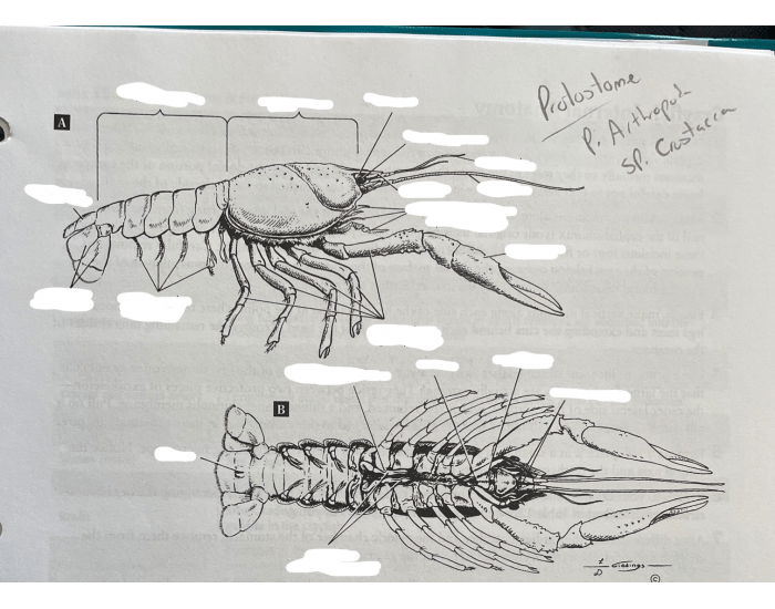 Crayfish Dissection Worksheet.pdf Crayfish Anatomy External — Printable Worksheet