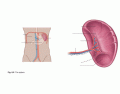 Lymphatic System- The Spleen (Human Anatomy)