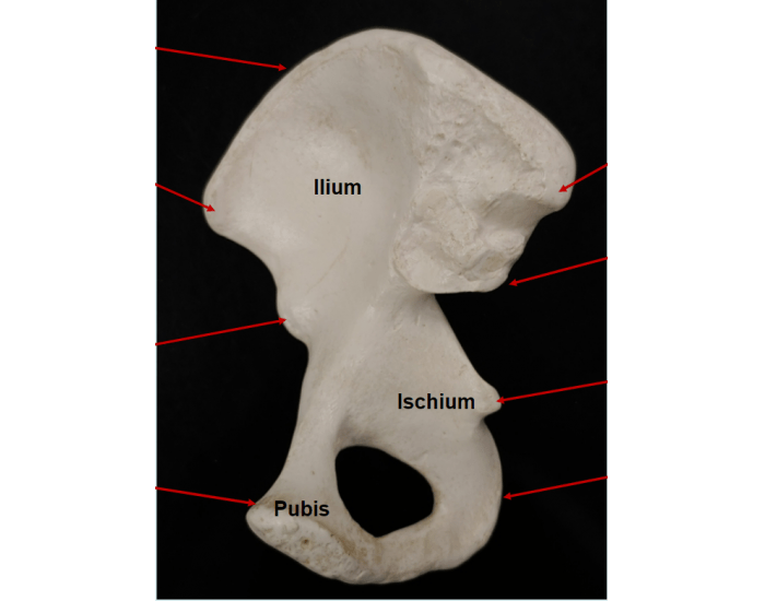 Innominate bone Quiz