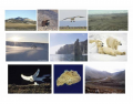Wrangel Island in Pictures (Arctic Islands 4)