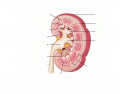 Ch. 17 Urinary System (Kidney Labeling)