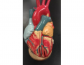 Dr Gennero Heart Chambers and Features