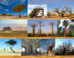 10 Amazing trees