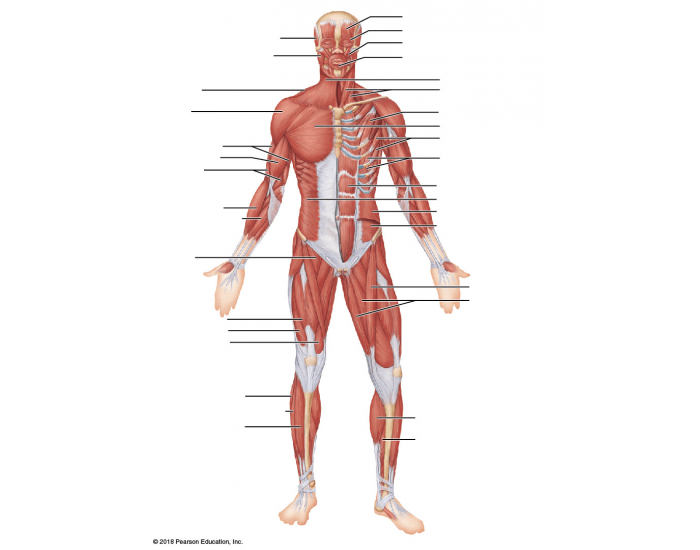 Anterior Superficial Muscles Labeling Quiz