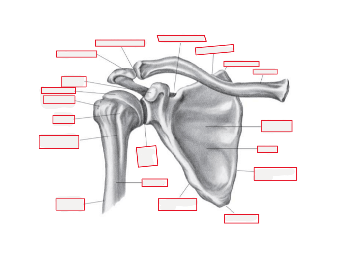 Shoulder Joint Quiz