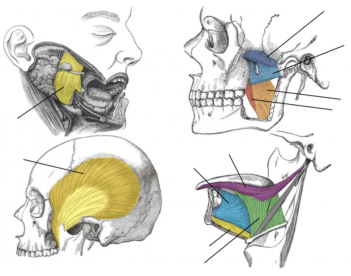 Mastication Process Muscles of Mastication (Anatomy 3300) Quiz