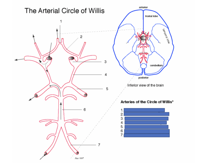 circle of willis diagram (ARTERIES) Quiz