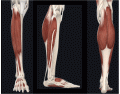 Músculos da perna (parte 1)