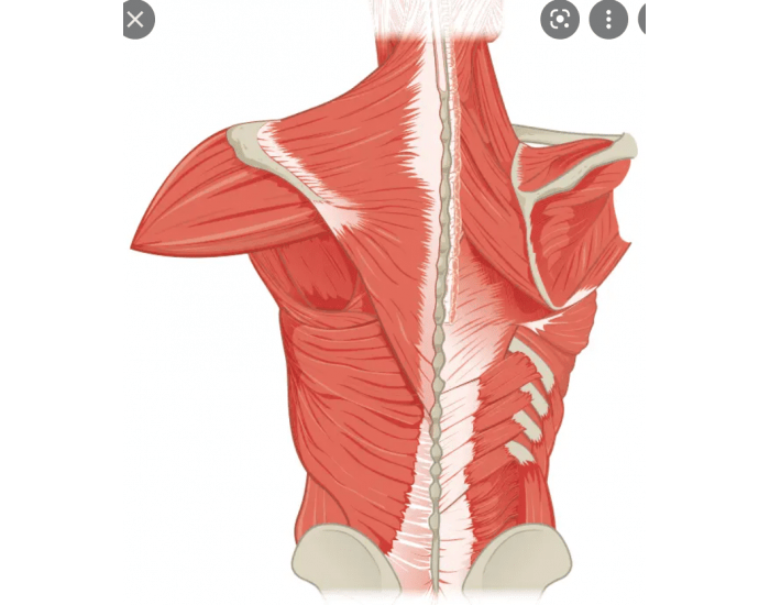 Back Muscles Labeling Quiz at Henry Lymburner blog