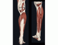 Músculos da perna (parte 2)