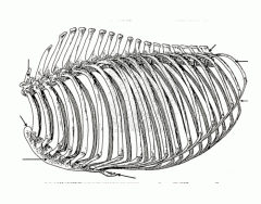 Esqueleto do tórax (vista lateral) - equino