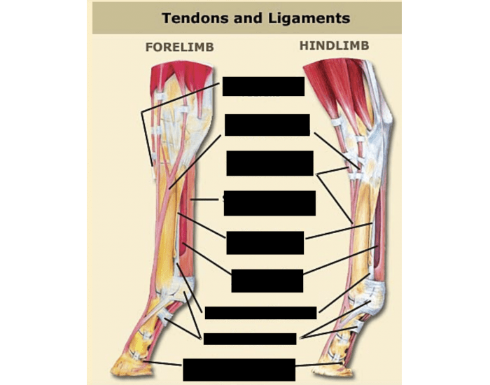 Tendons And Ligaments Of Horse Legs Quiz