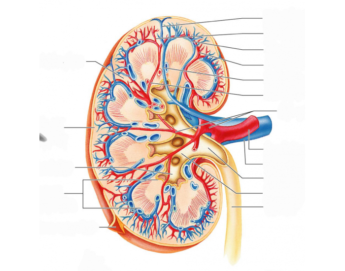 Urine Pathway Quiz