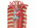 Ramos da artéria aorta